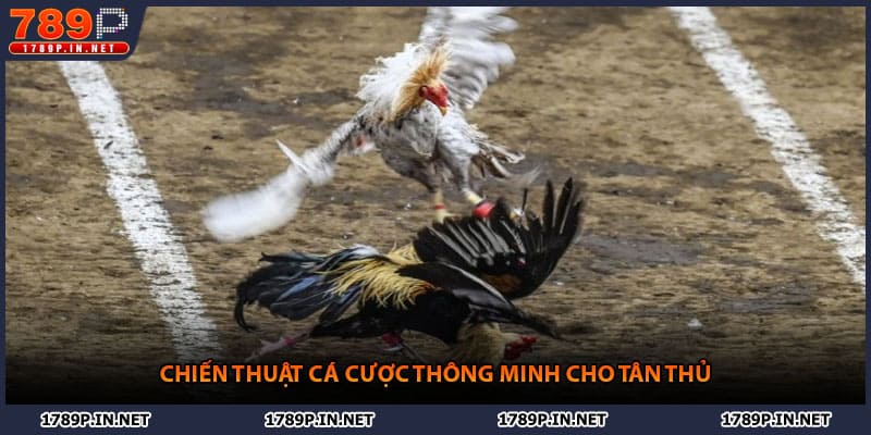 Chiến thuật cá cược thông minh cho tân thủ