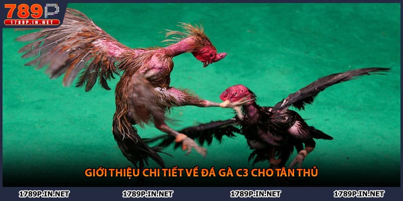Giới thiệu chi tiết về đá gà C3 cho tân thủ